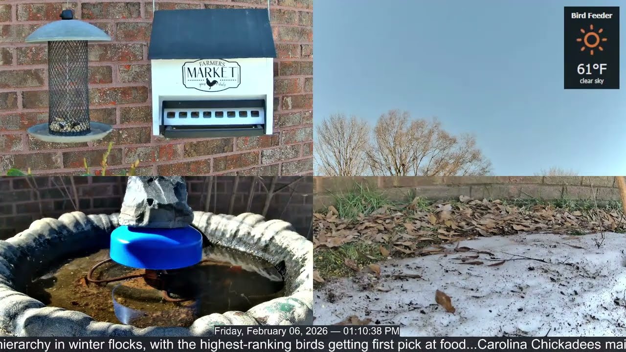 LIVE Bird Feeder Cam | Flock Around the Clock 🐦 | 2/6/2026