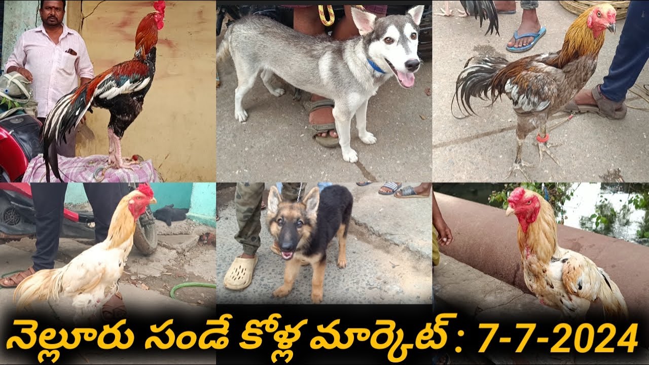 Nellore Sunday Kolla Market  :  7-7-2024,  #nelloresundaymarket, #venkyberasatv, #nelloremarket,