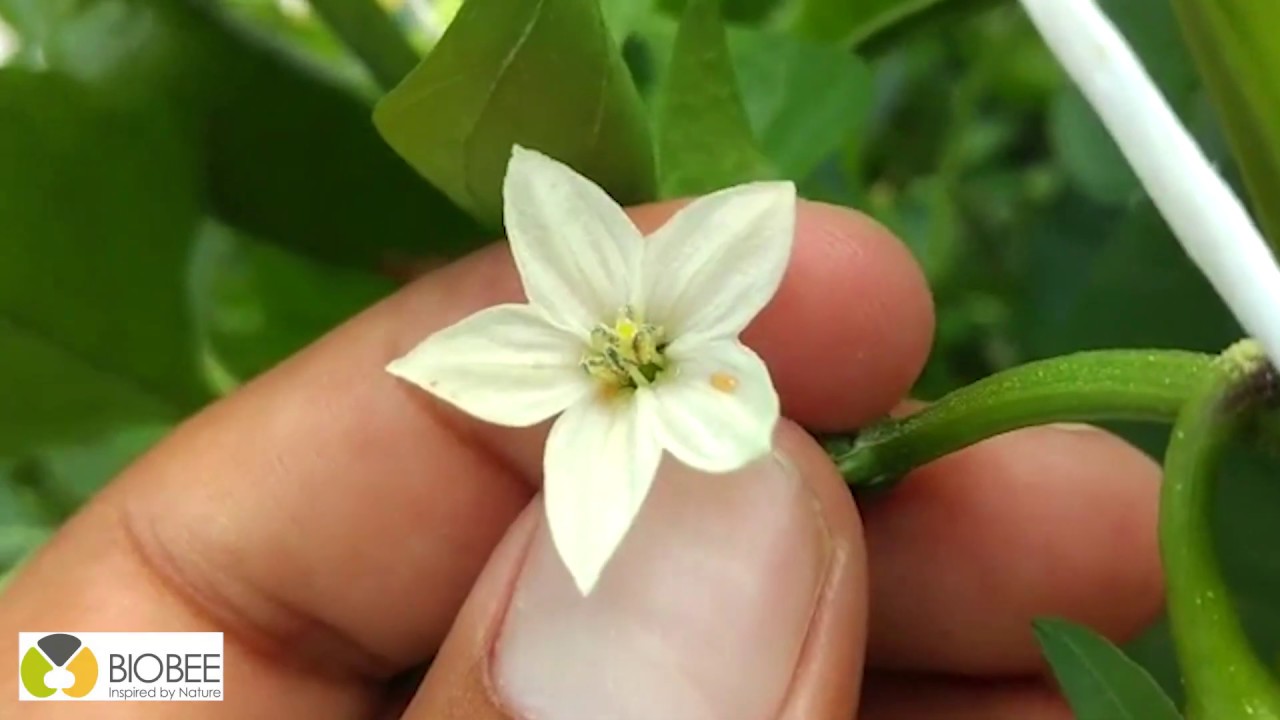 BioBee's Orius dispersal video ENG