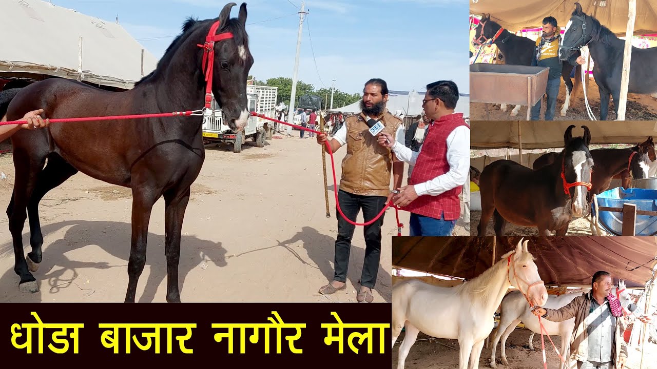 नागौर पशु मेला में क्या कीमत के मारवाड़ी घोड़ा घोड़ी ? Horse Market Nagaur Cattle fair