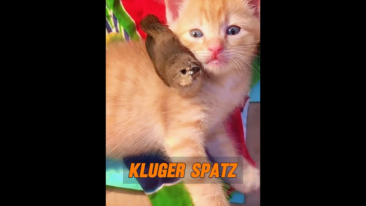 Kluger und s&uuml;&szlig;er Spatz! #tier #tiere #animals