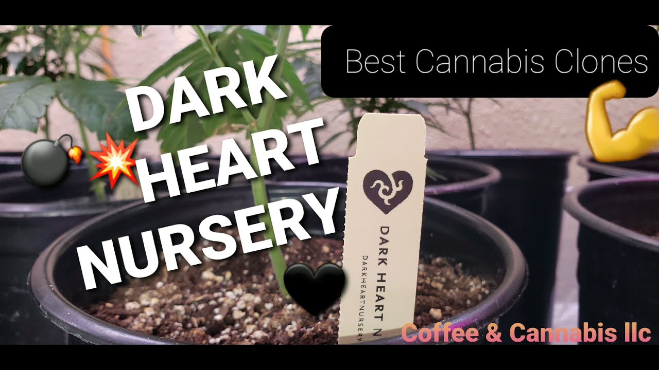Dark Heart Nursery Best Cannabis Clones
