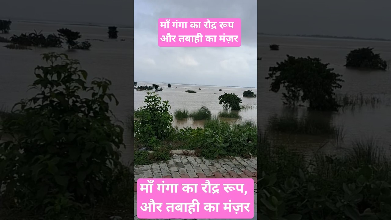 Ganga RiverFlood Situation #flood #gangariver #patna #biharflood #kosiriver #satyamrox #bullymaguire