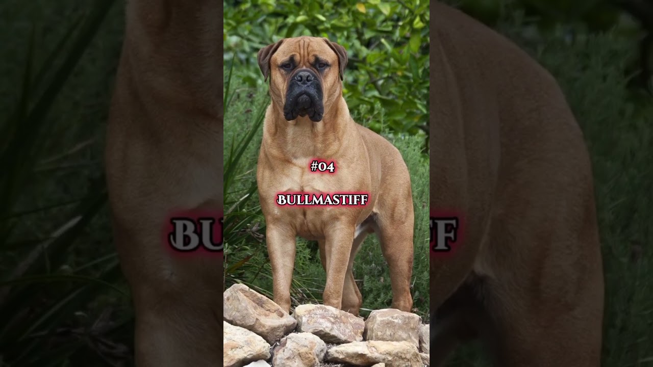 Best Guard Dogs For Family😎😍🦮@TopStoriestd #bestdogs #best #family #safety #animals #dogshorts