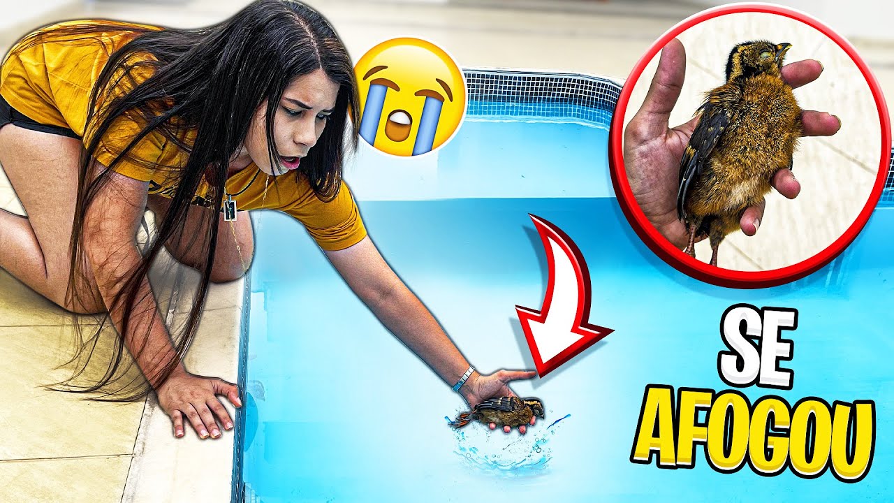 UM FILHOTE DE PÁSSARO CAIU NA PISCINA DA NOVA MANSÃO E OLHA O QUE ACONTECEU!! *triste*