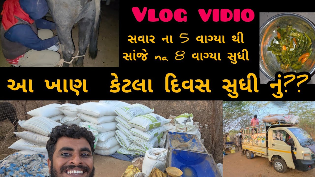 આજે ભેંસો માટે કેટલાં બોરી ખાણદાણ આવ્યુ ?? 