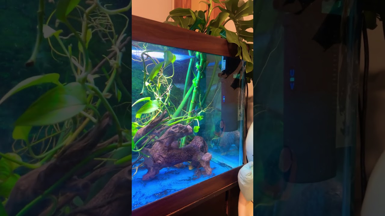 Fish n Friends. 