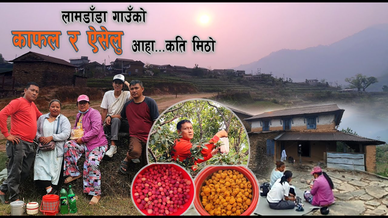 काफल र एसेलु खाँदै लामडाँडा गाउँको जगंलमा - २०८१