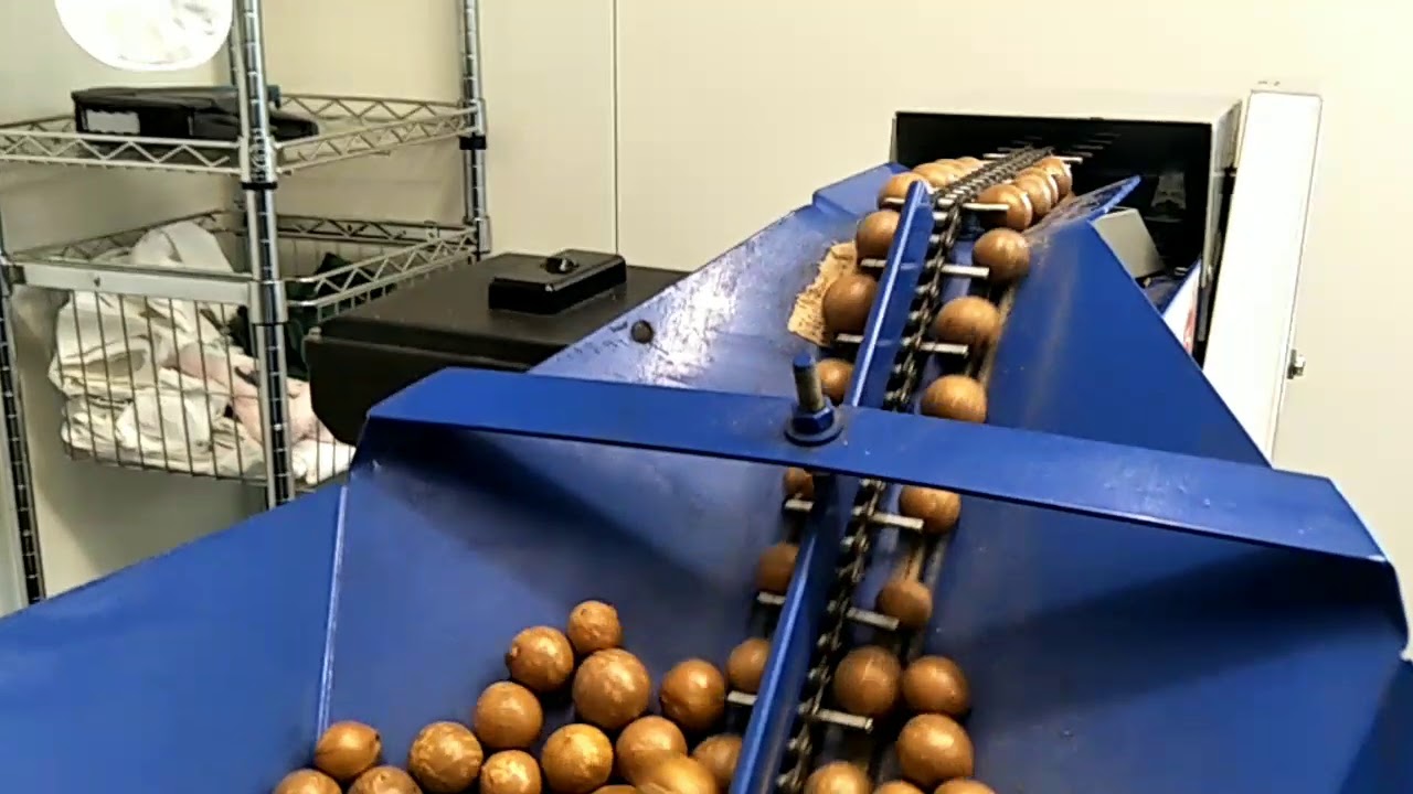 Cracking & sorting macadamias