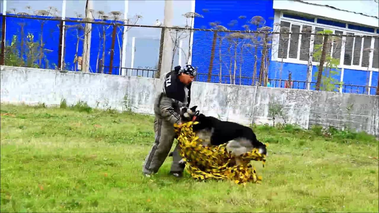 № 24 Бат Хан Сердитый Страж ВЕО