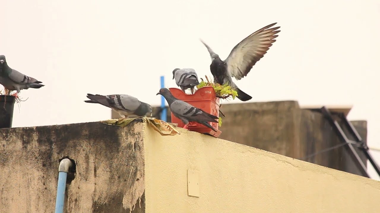 Pigeons eat in the rain/gentle rain /nature