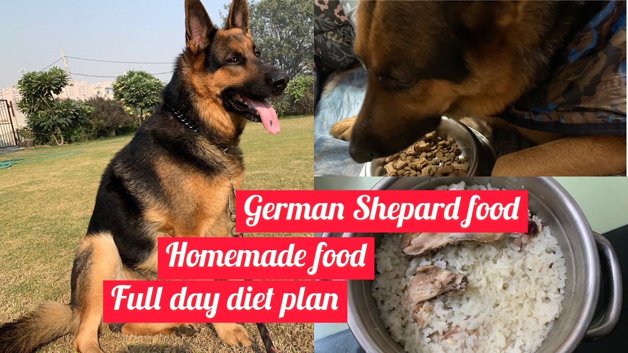 German shepherds diet plan | pet tamil vlog | homemade  food for dog| pet care tips| #mahabepositive