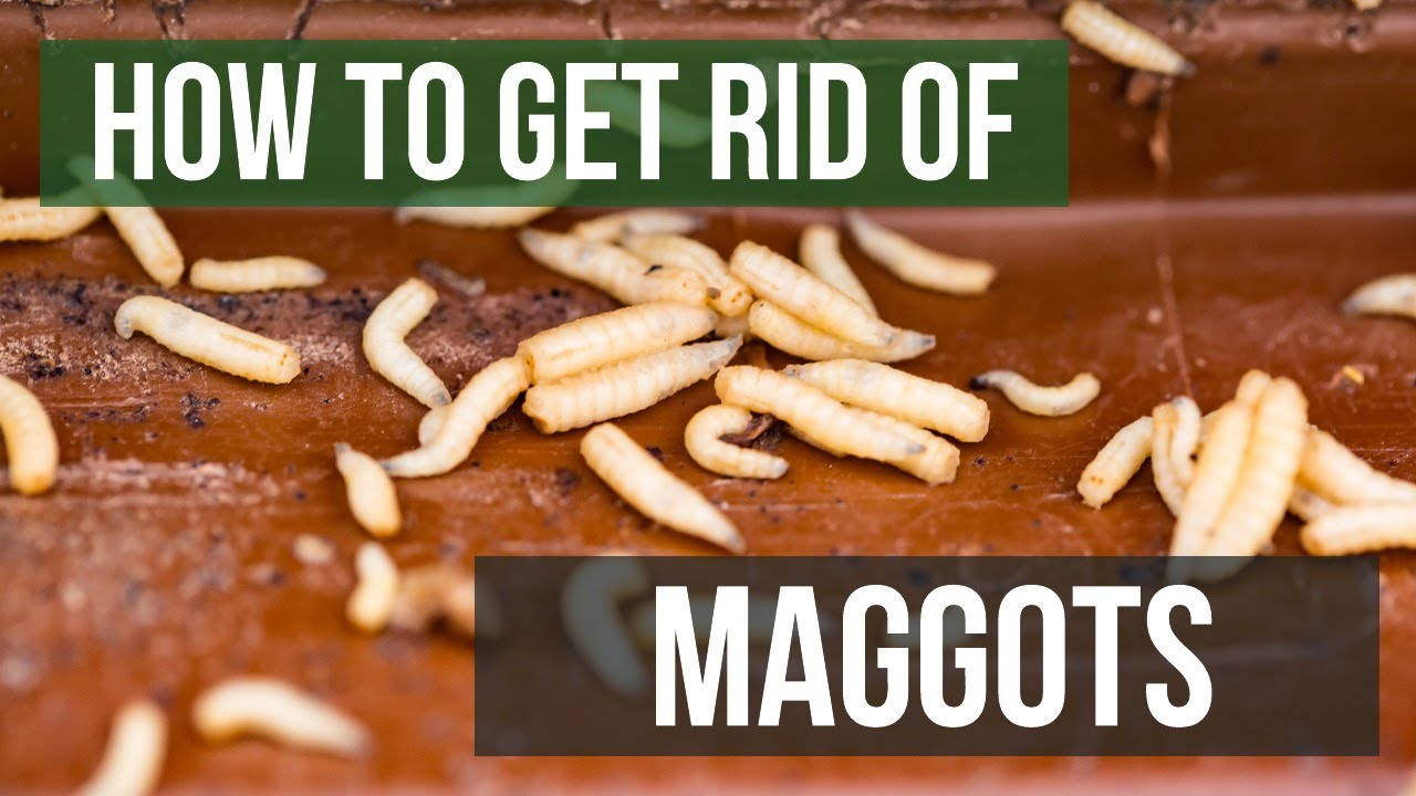 How to Get Rid of Maggots (4 Easy Steps)