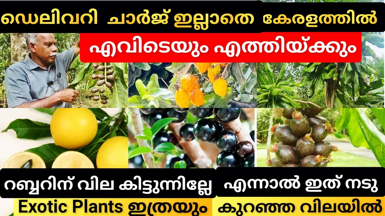 Rare Fruit Nursery | Tropical Plant Paradise | ഡെലിവറി ചാർജ് ഇല്ലാതെ എവിടെയും littlebrothers-dq3td