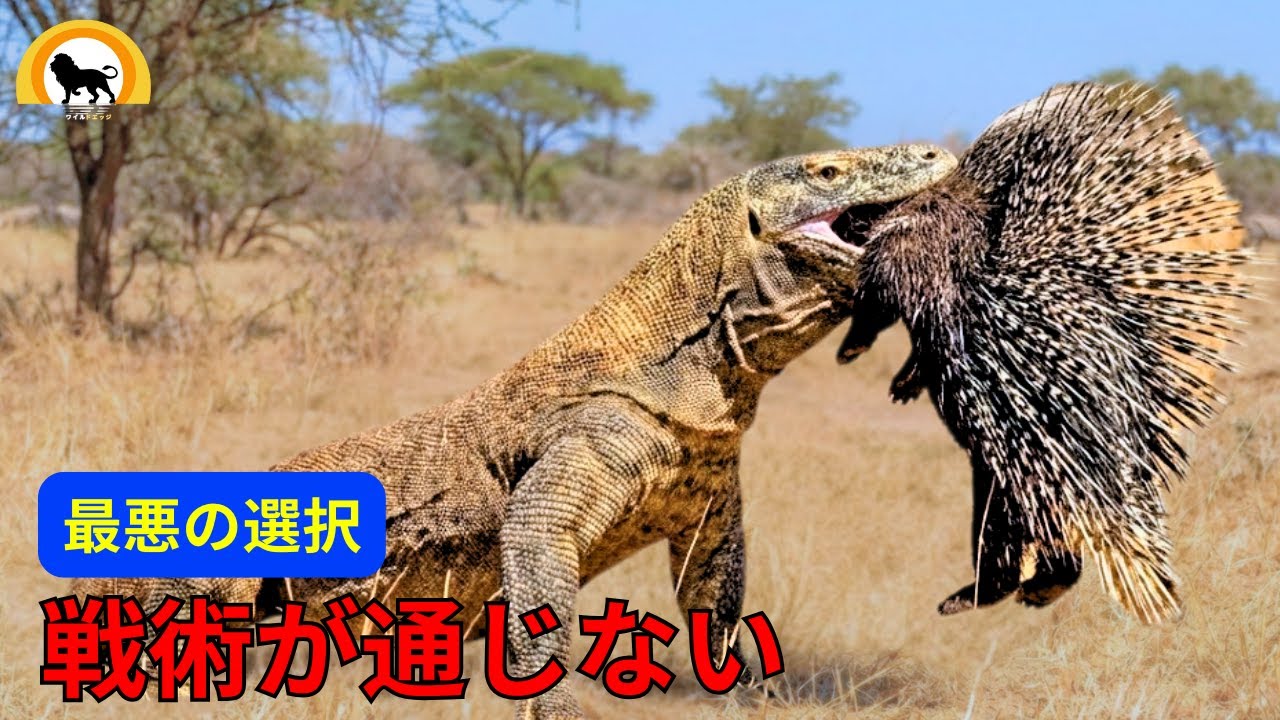 これが、コモドドラゴンがヤマアラシを狩るのに失敗する理由です| 野生の戦い