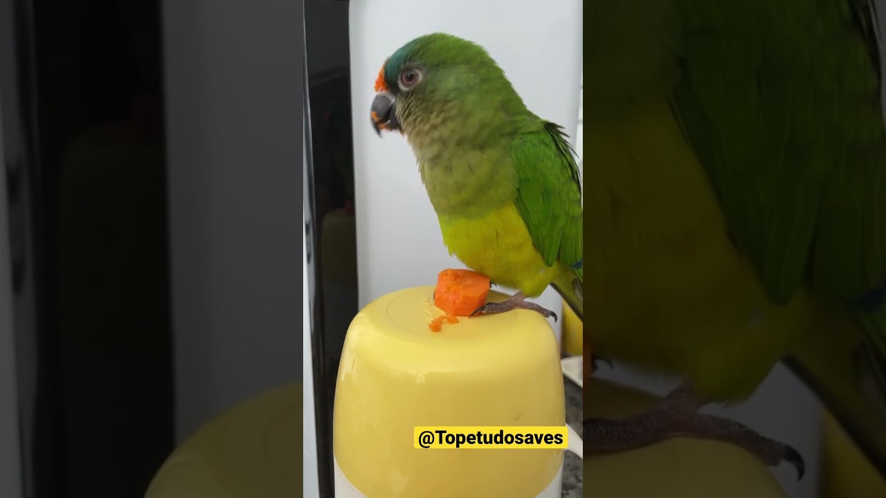 Olha o topete 🧡 olha a 🥕