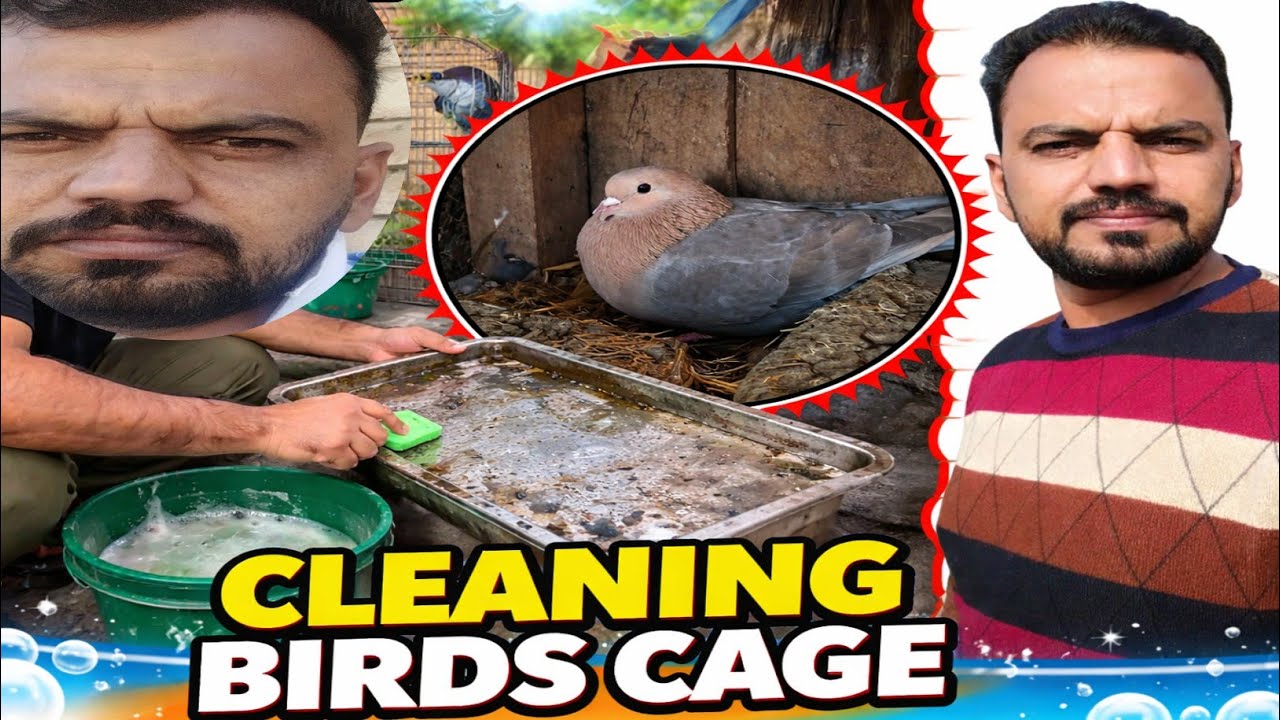 Cleaning Birds Cage | Punjabi Vlog | Kabootar & Parrot Cage Safai 🐦