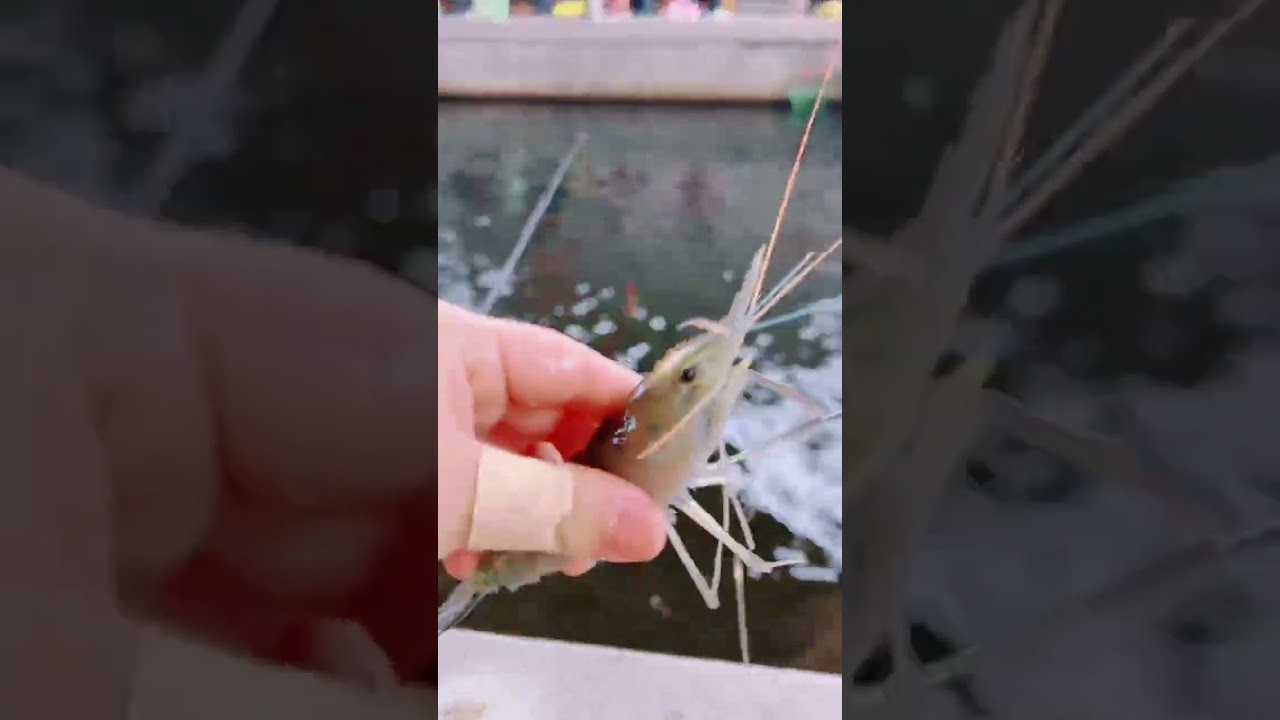 穩中蝦 實測 眼淚 墨染倒折標 訊號呈現