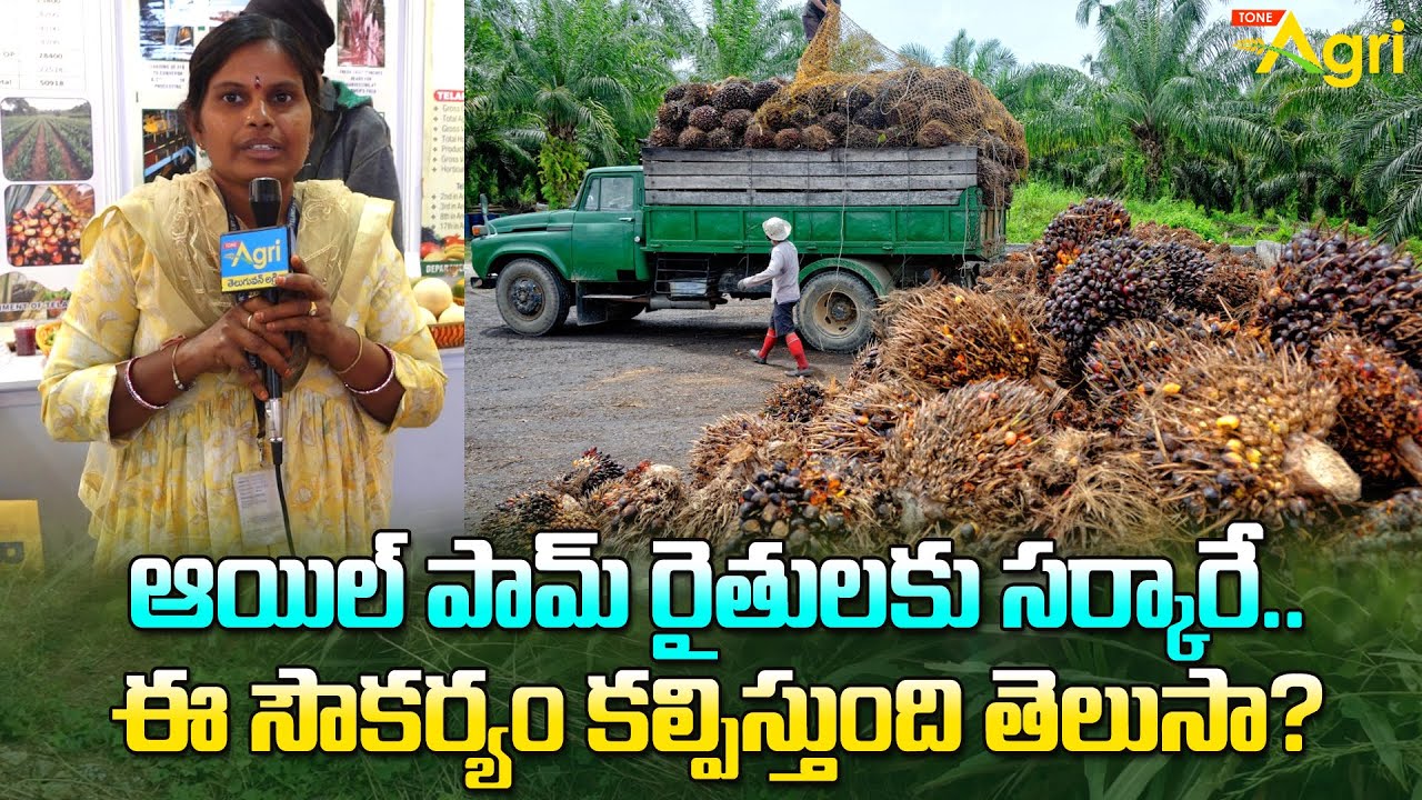 Oil Palm Mission | ఆయిల్ పామ్ రైతులకు సర్కారే ఈ సౌకర్యం కల్పిస్తుంది తెలుసా? Kisan Mela | Tone Agri