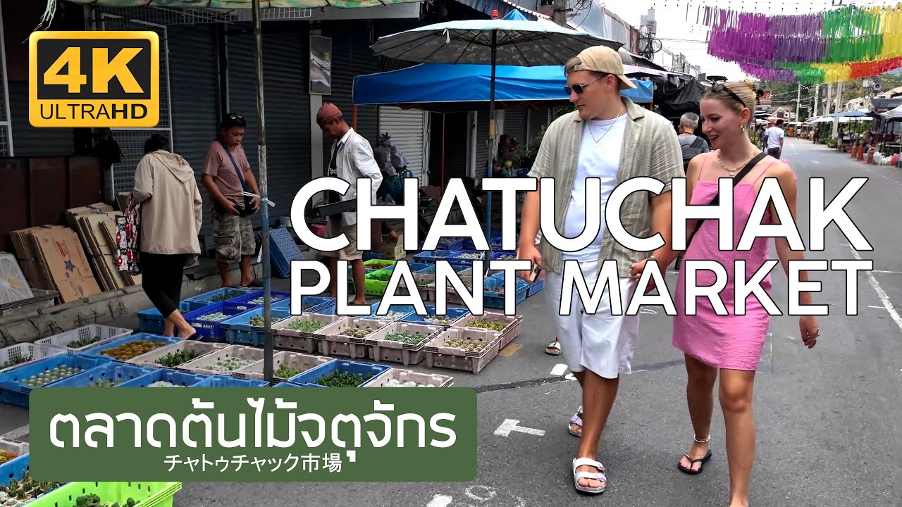 ตลาดต้นไม้จตุจักร 24 เมษายน 2568 Chatuchak Plant Market April 24th, 2025 チャトゥチャック市場 バンコク タイ