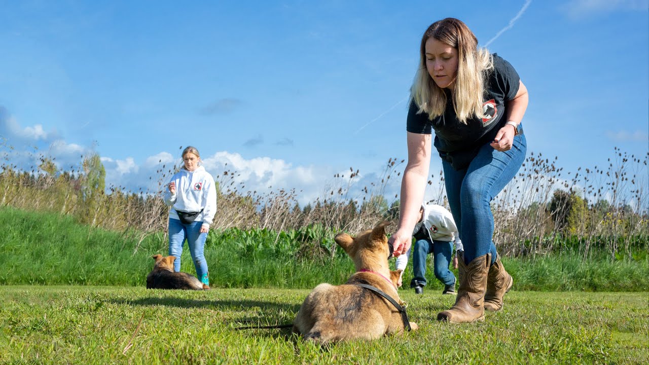 Kraftwerk K9 Obedience Training for Puppies: The Most Important Command