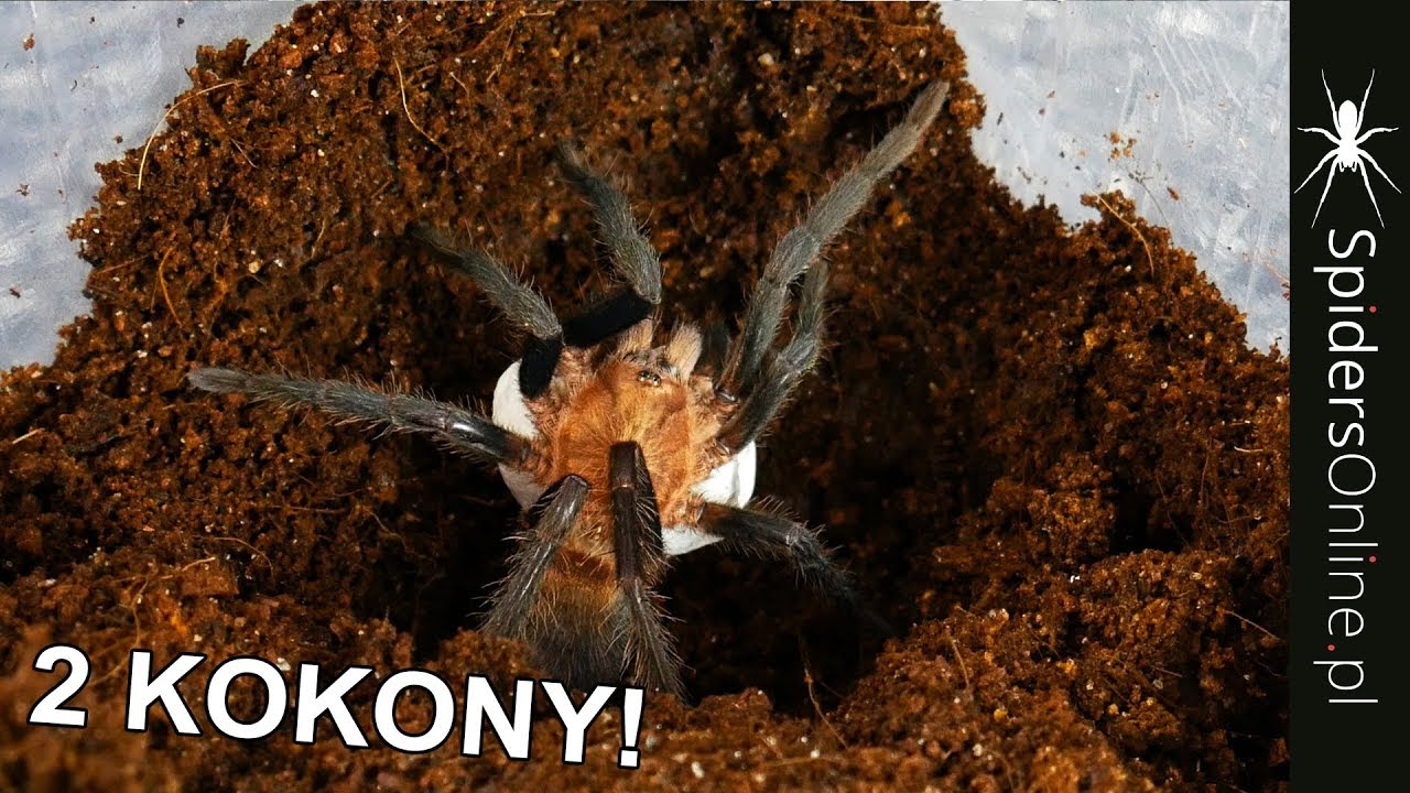 Odbieram 2 kokony ptasznika! Holothele longipes - spidersonline.pl