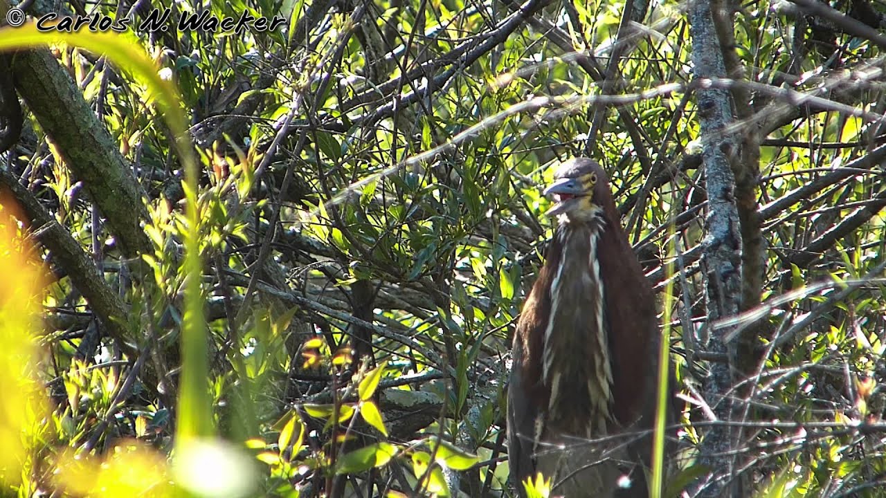 Aves del Río de la Plata y Tigre Delta