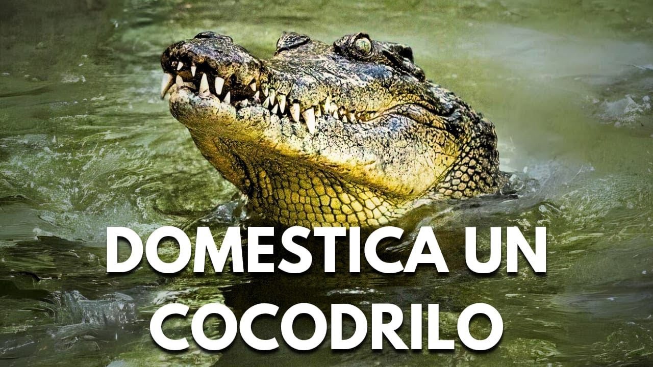 ''Como DOMESTICAR a un COCODRILO: Secretos Revelados