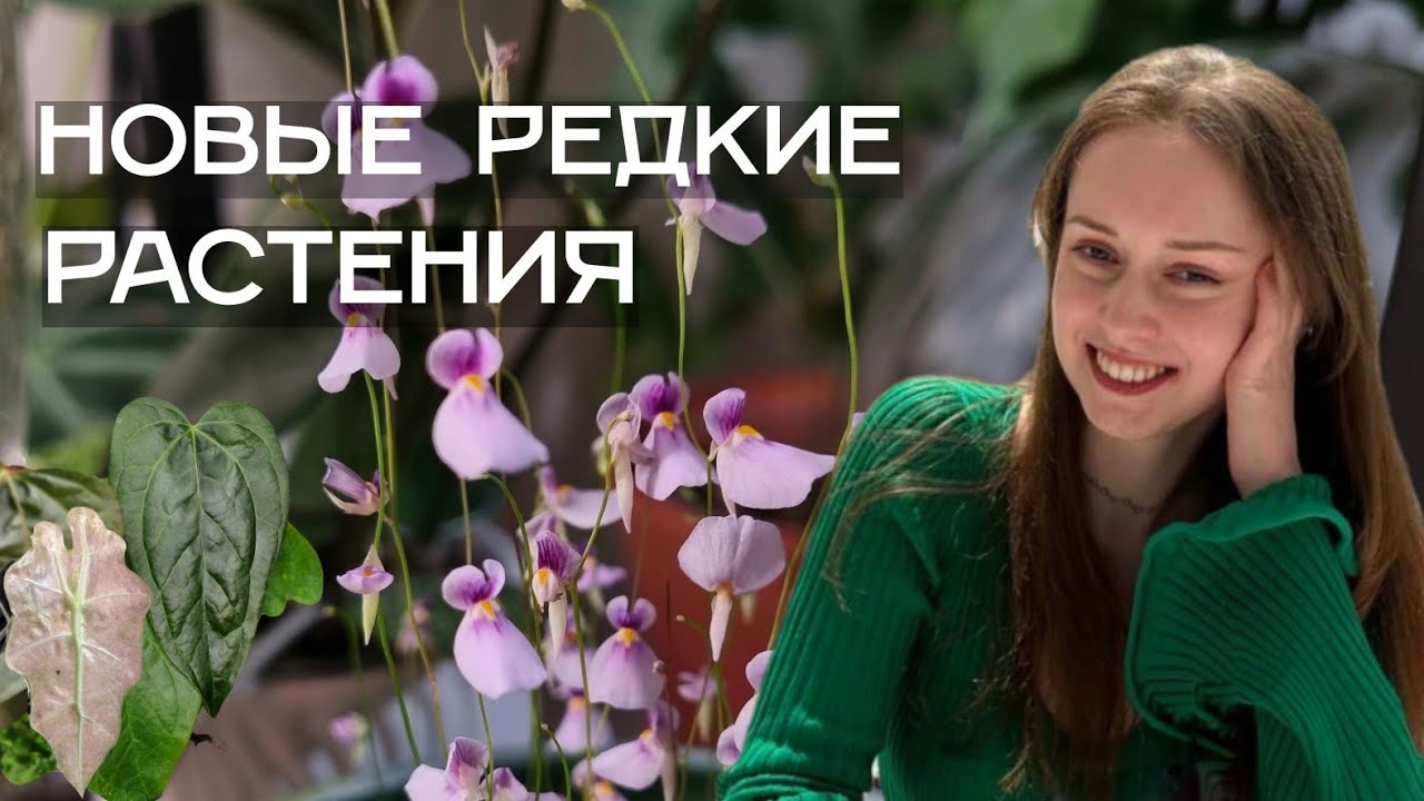 Необычные новинки января 2026