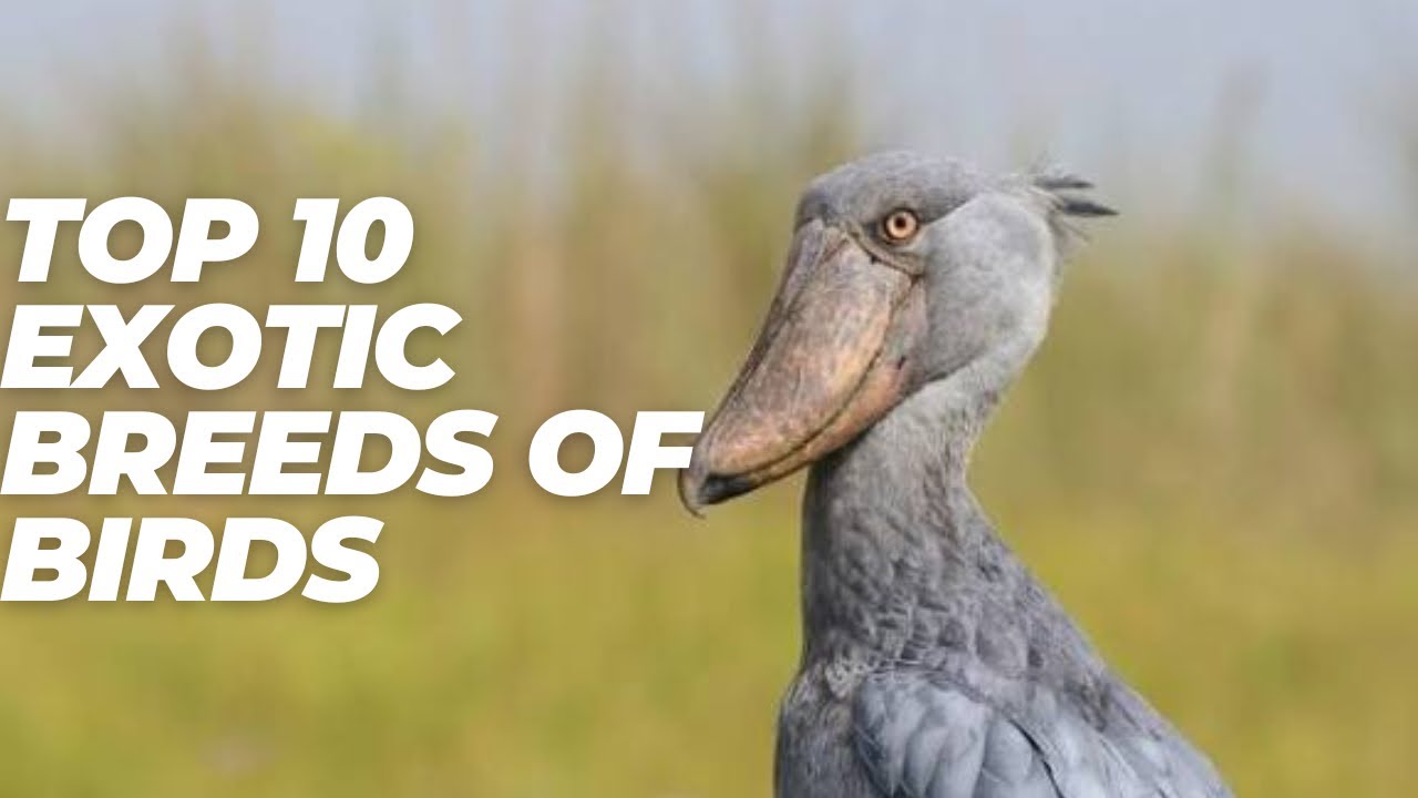 Top 10 exotic breeds of birds 