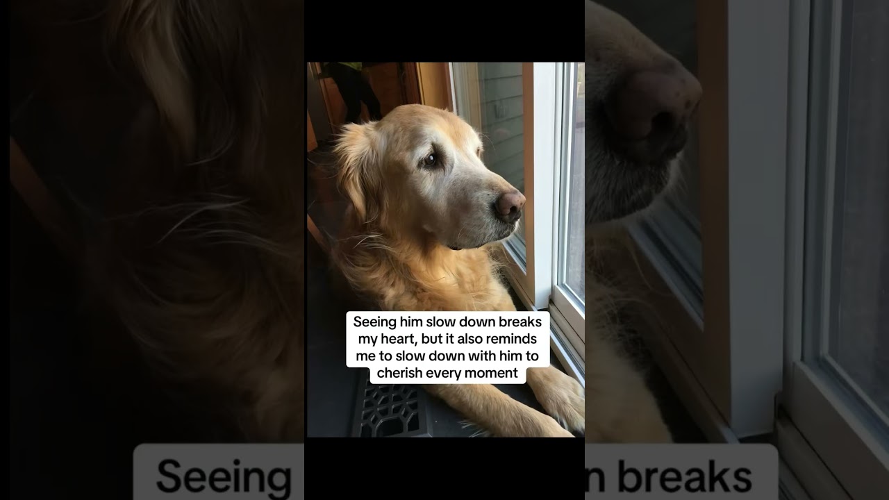 #dogowner #doglover #furparent
