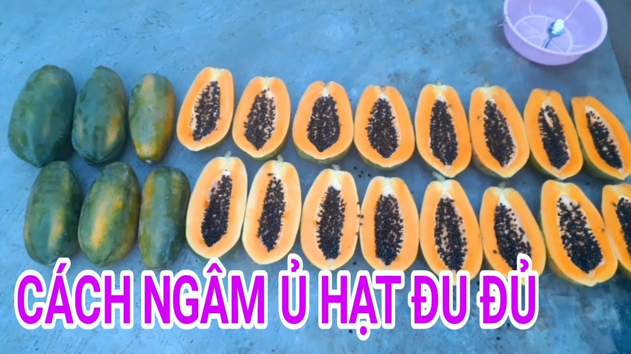 Cách ngâm ủ hạt đu đủ