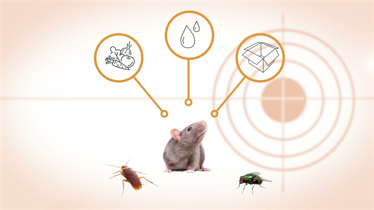 Our Commercial Pest Control Process | Precision Pest Control