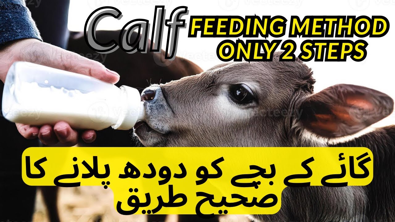 How to Bottle Feed a Calf | Modern Calf Feeding Method | Calf Baby Cow Doodh Pilany ka Tarika #calf