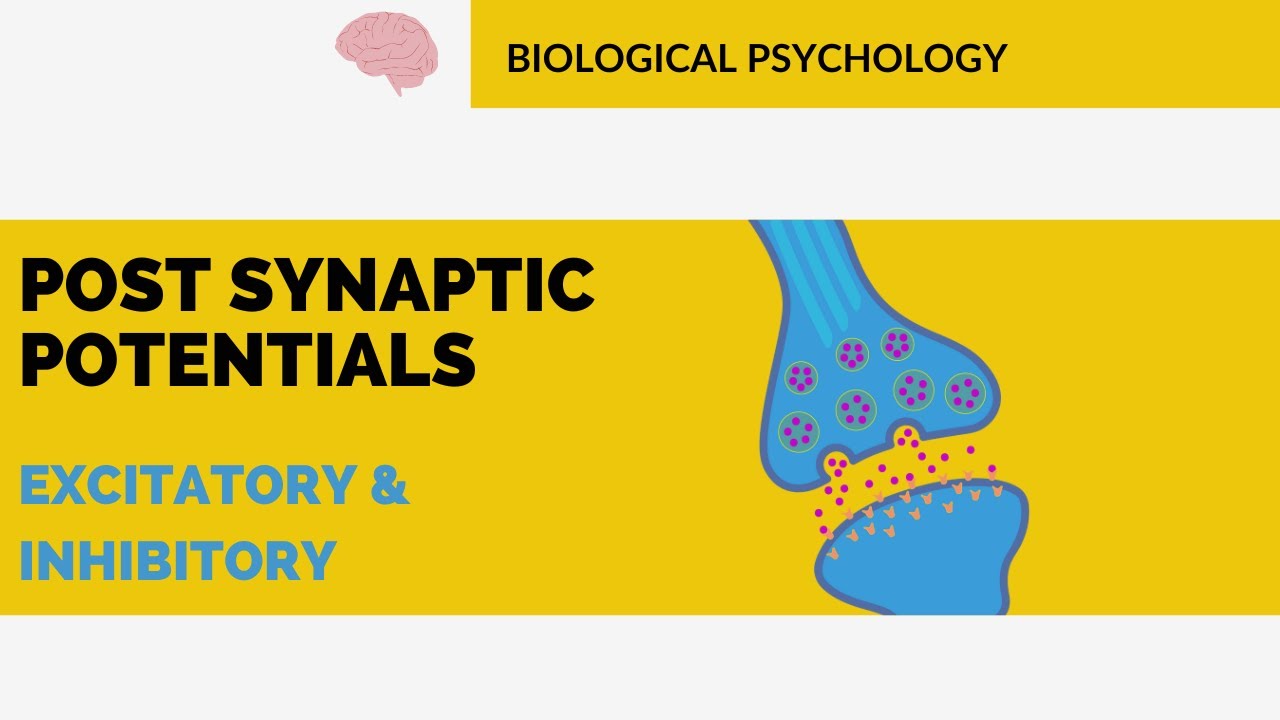 POST SYNAPTIC POTENTIALS | BIOLOGICAL PSYCHOLOGY | HAFSA MALIK #net #cuet #ncert #upsc #gate #mphil