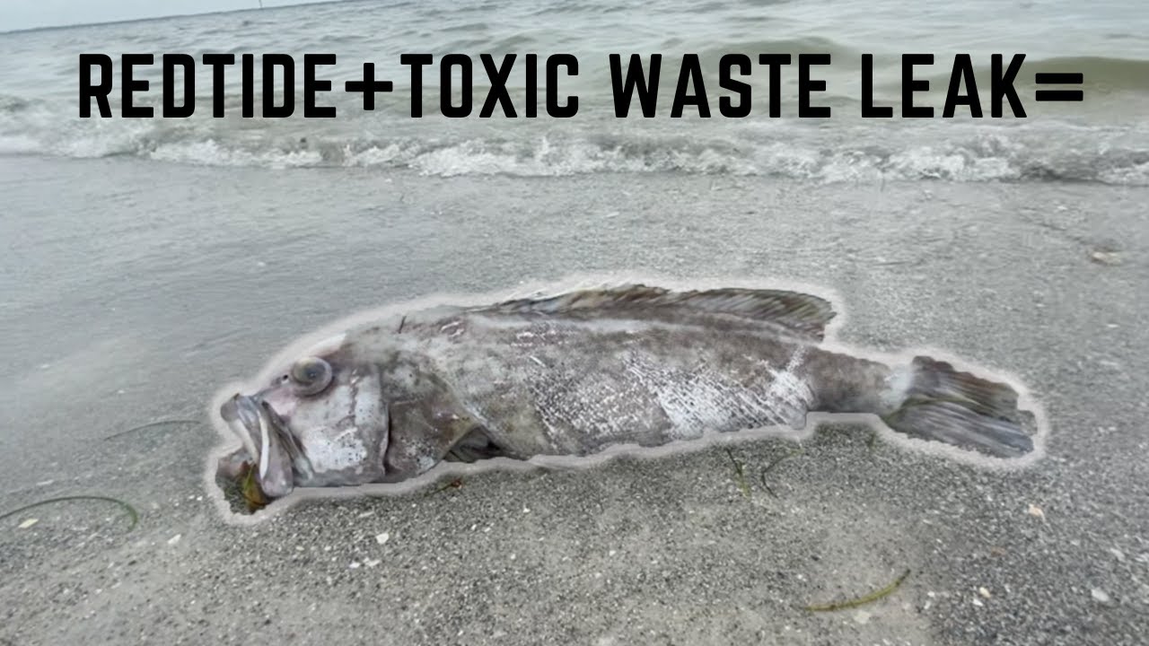 TOXIC WATER + Red tide = Tampa bays fishery DYING