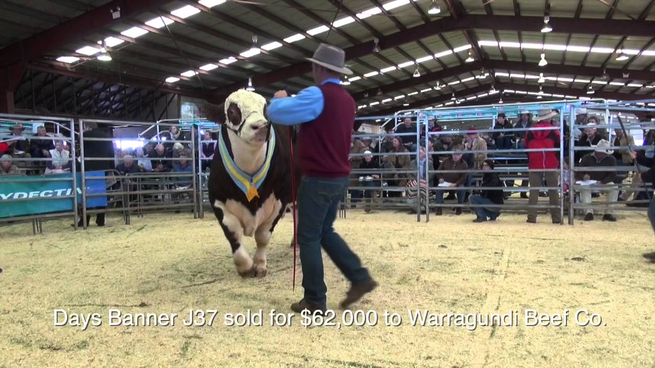 2015 Herefords Australia Dubbo National Show and Sale highlights