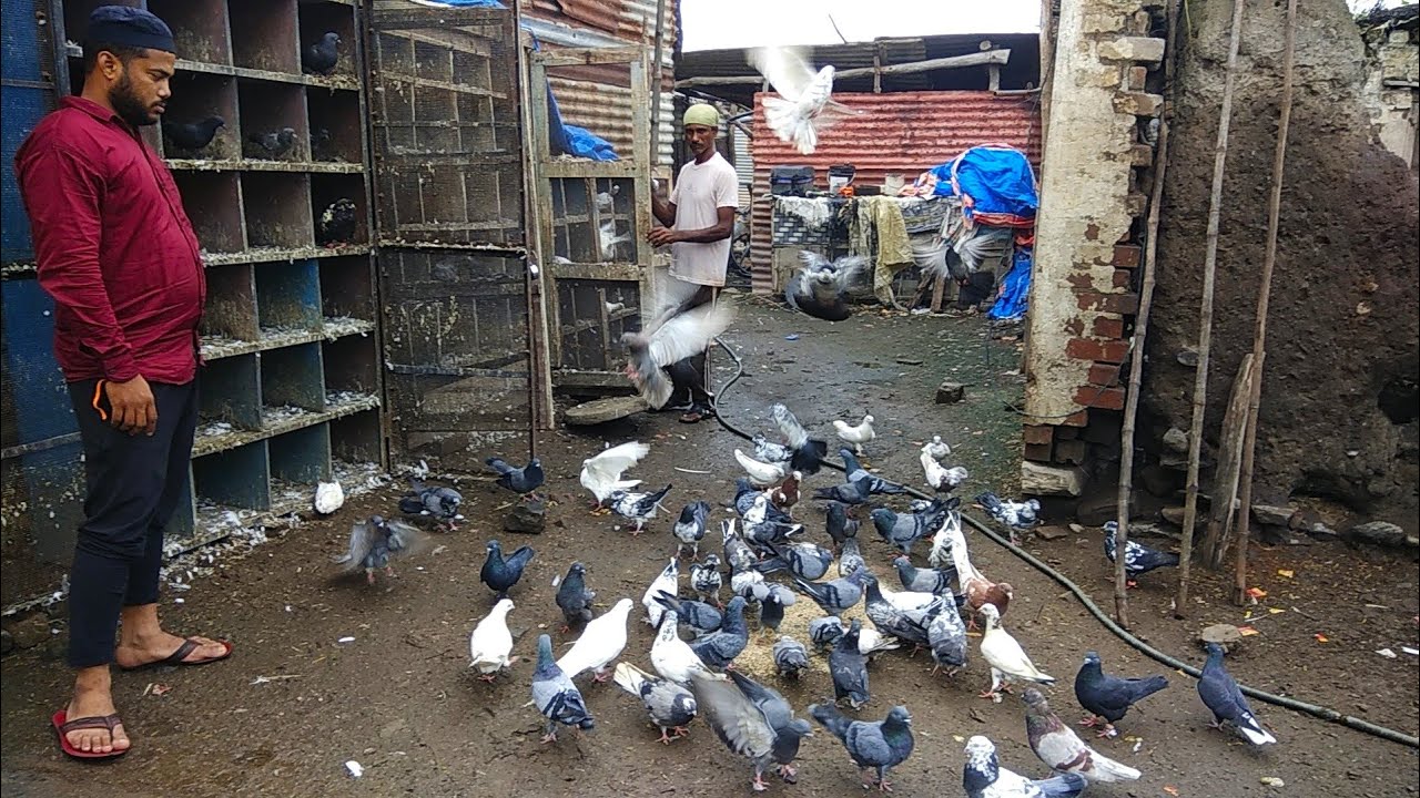 Pigeon in Karanja || high flying Pigeon