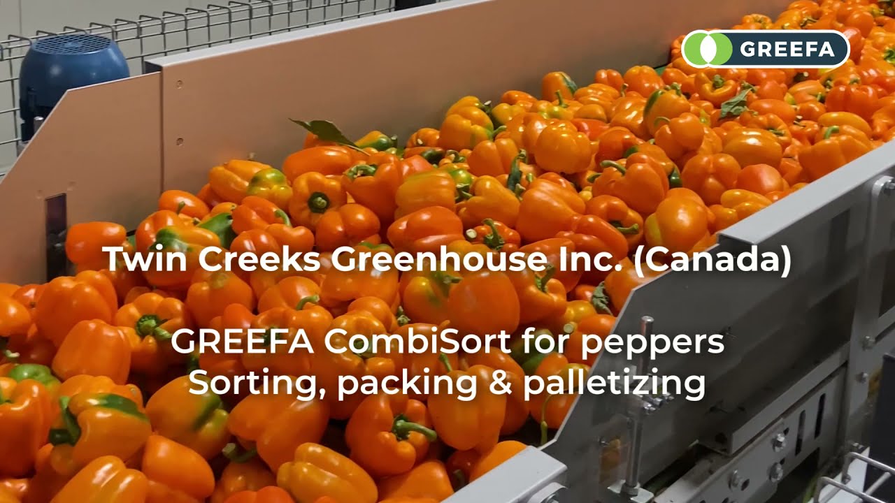GREEFA Twin Creeks CombiSort 4-lane for peppers
