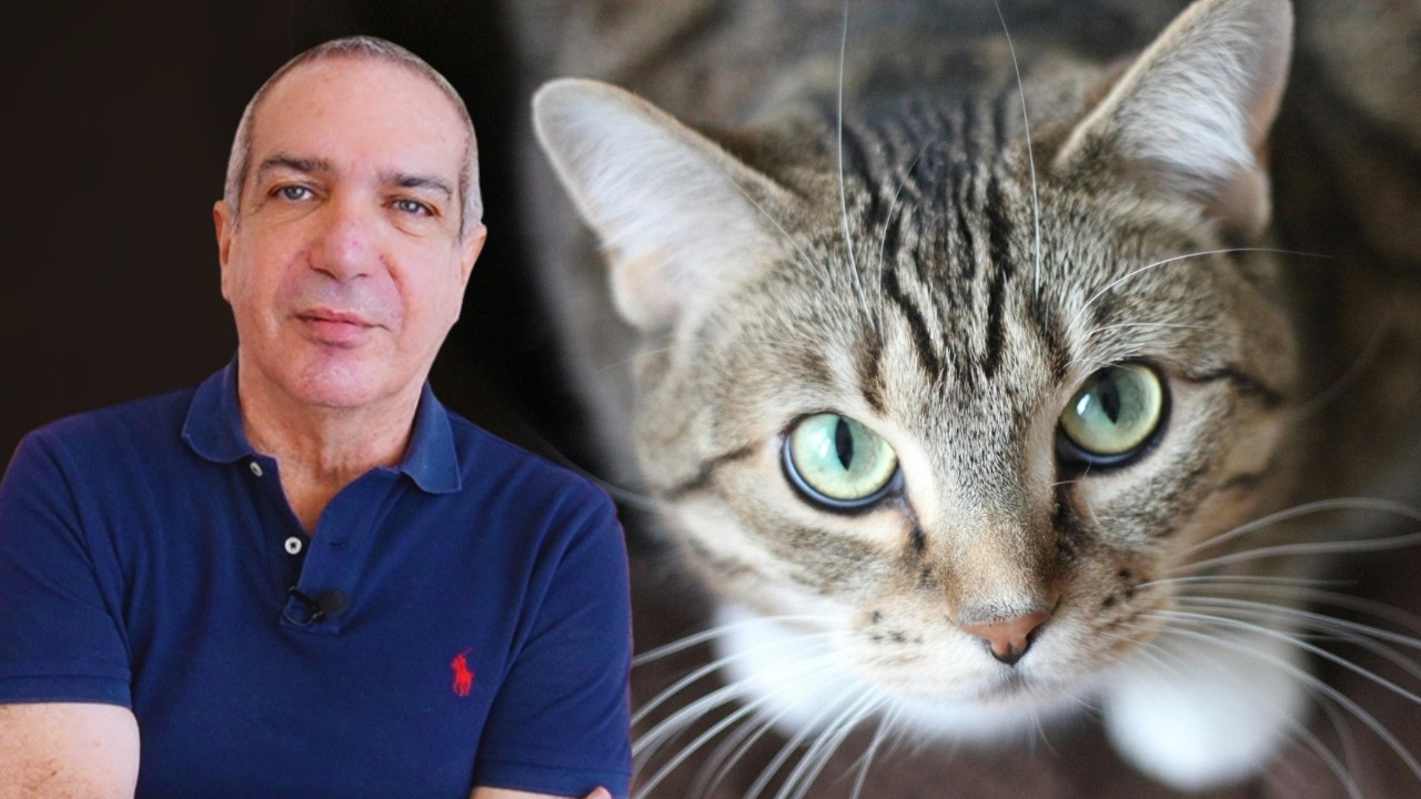 5 Lecciones de Vida de un Gato que TODOS Deberíamos APRENDER