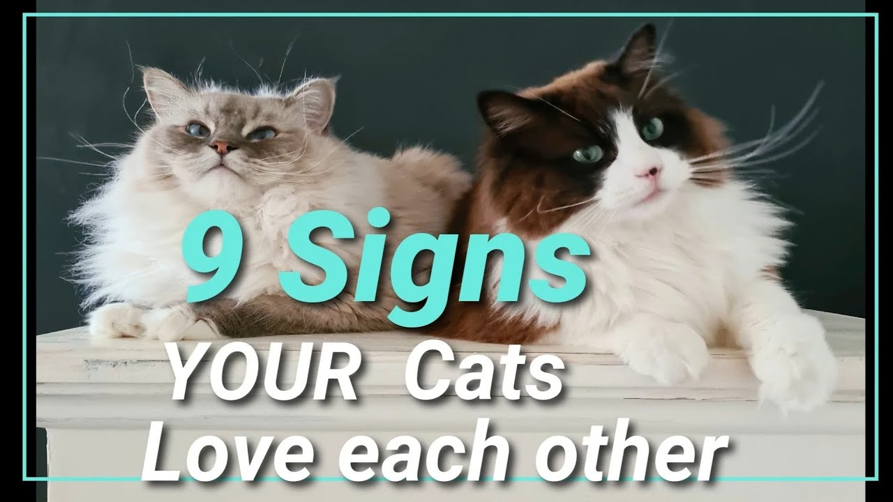 9 Signs Your Cats Love Each Other