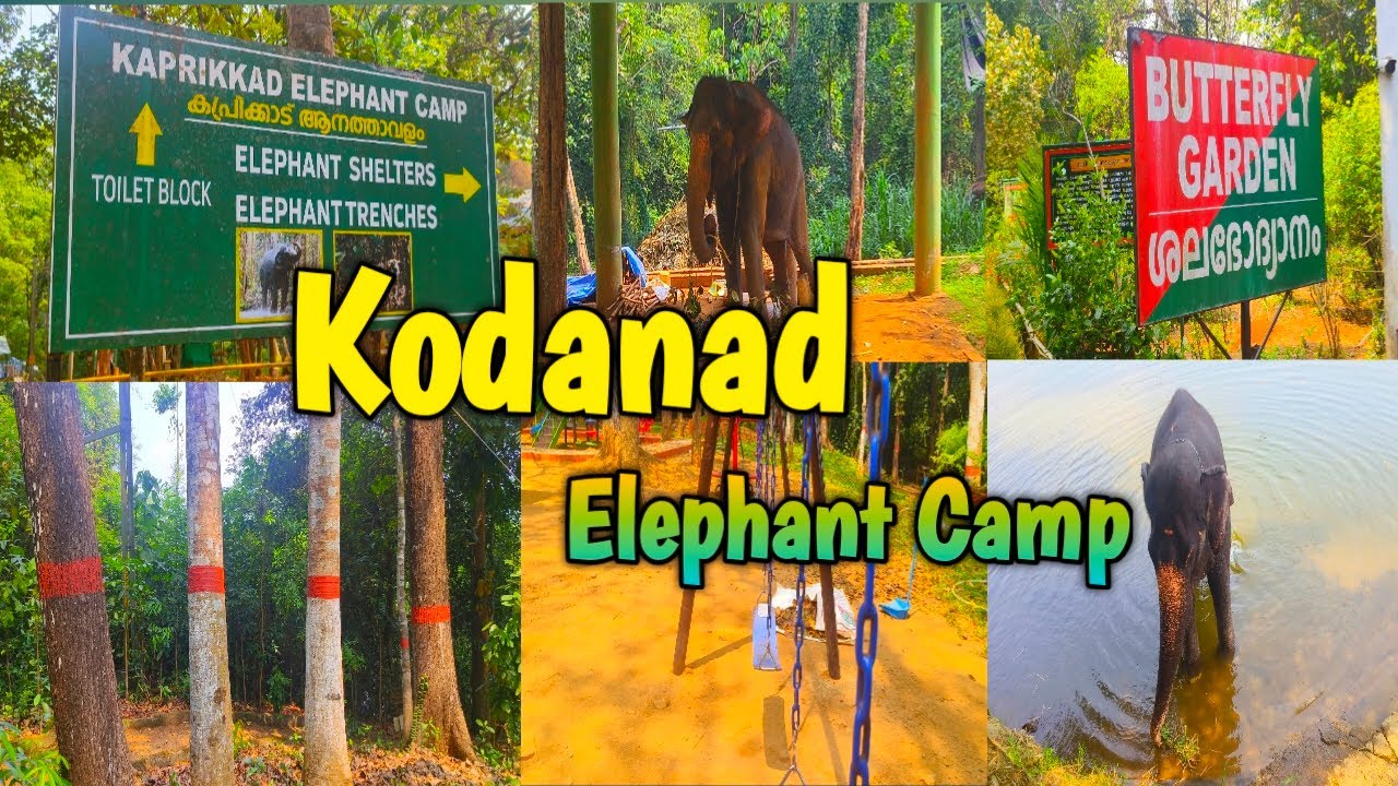 Kodanad | Kodanad Elephant training center | Abhayaranyam | Ernakulam tourist places | കോടനാട്