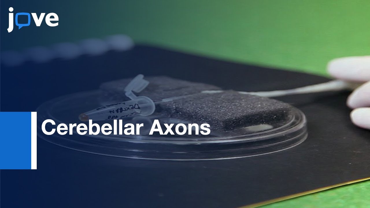 Laser Nanosurgery of Cerebellar Axons | Protocol Preview