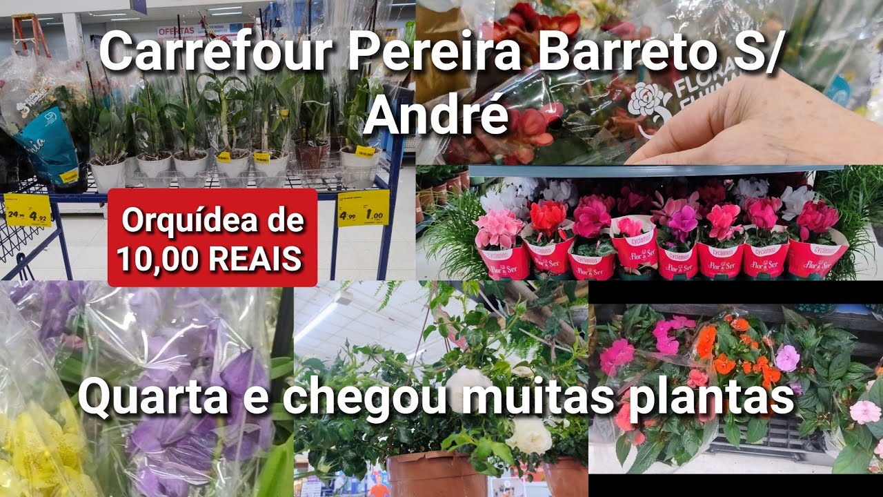 PLANTAS  INCRÍVEIS CARREFOUR  S/ ANDRE ORQUÍDEAS  DE 10,00 REAIS HOJE QUARTA 