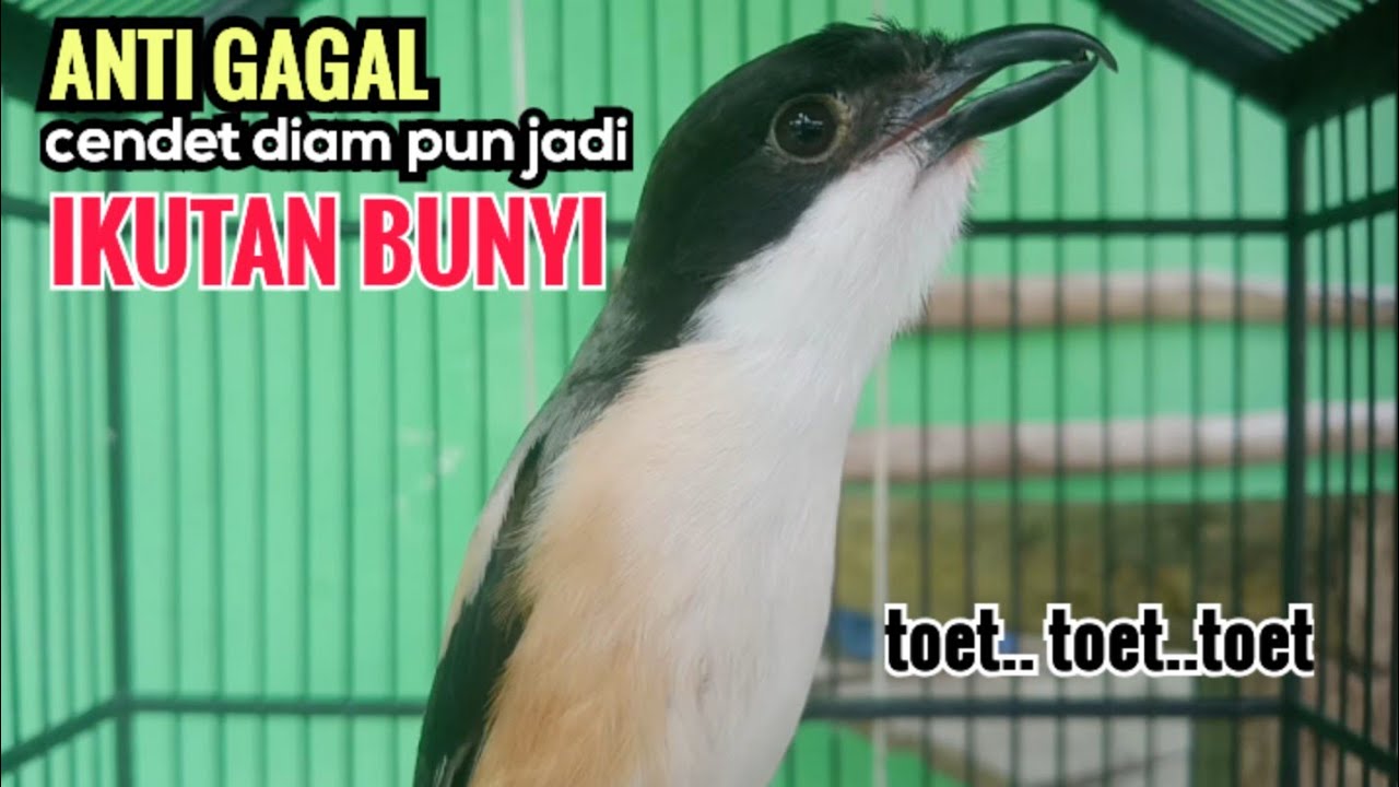 Suara Cendet Gacor Toet toet Efektif Anti Gagal Bikin Cendet Malas pun Langsung Nyaut Bunyi Seketika