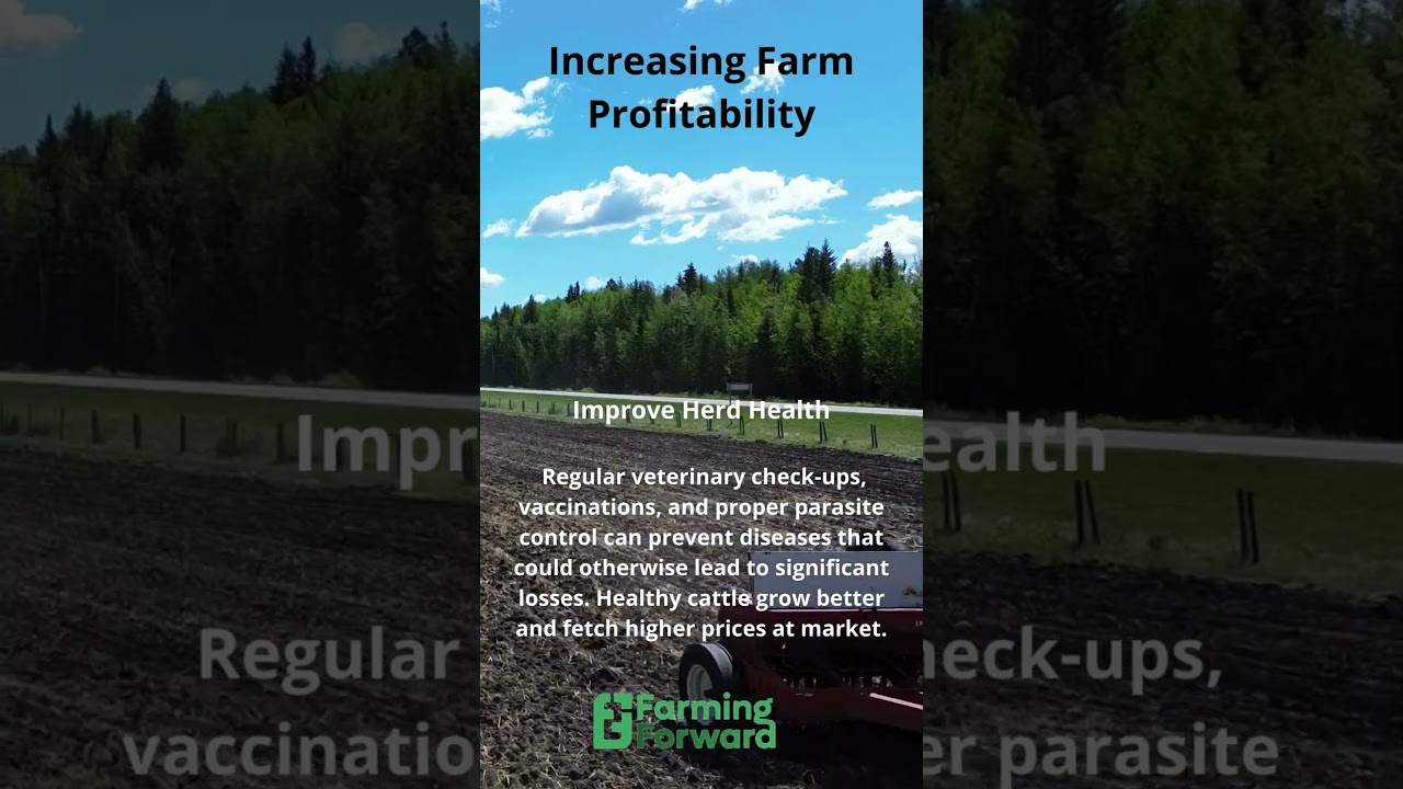 Increasing Farm Productivity : Improve Herd Health #farming #livestockfarming #cattlefarming