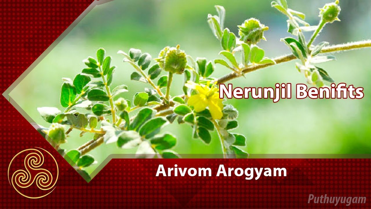 Nerunjil Health Benefits | Arivom Arogyam | 24/01/2018