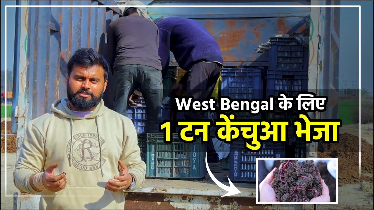 Dispatch 1 ton केंचुआ (Eisenia-Fetida) to West Bengal.