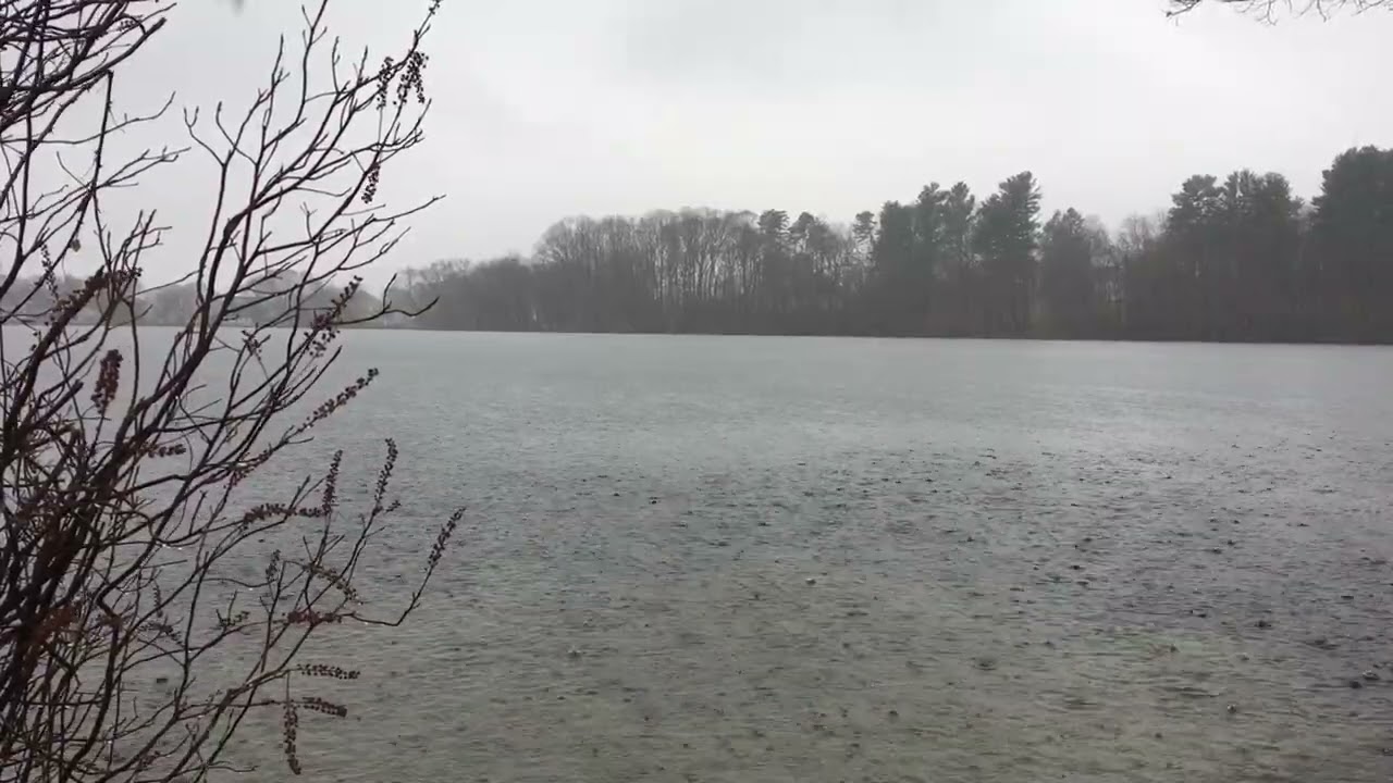 3-19-22 ☔️ Rain at the pond #rainsounds #nature #rain #naturesounds