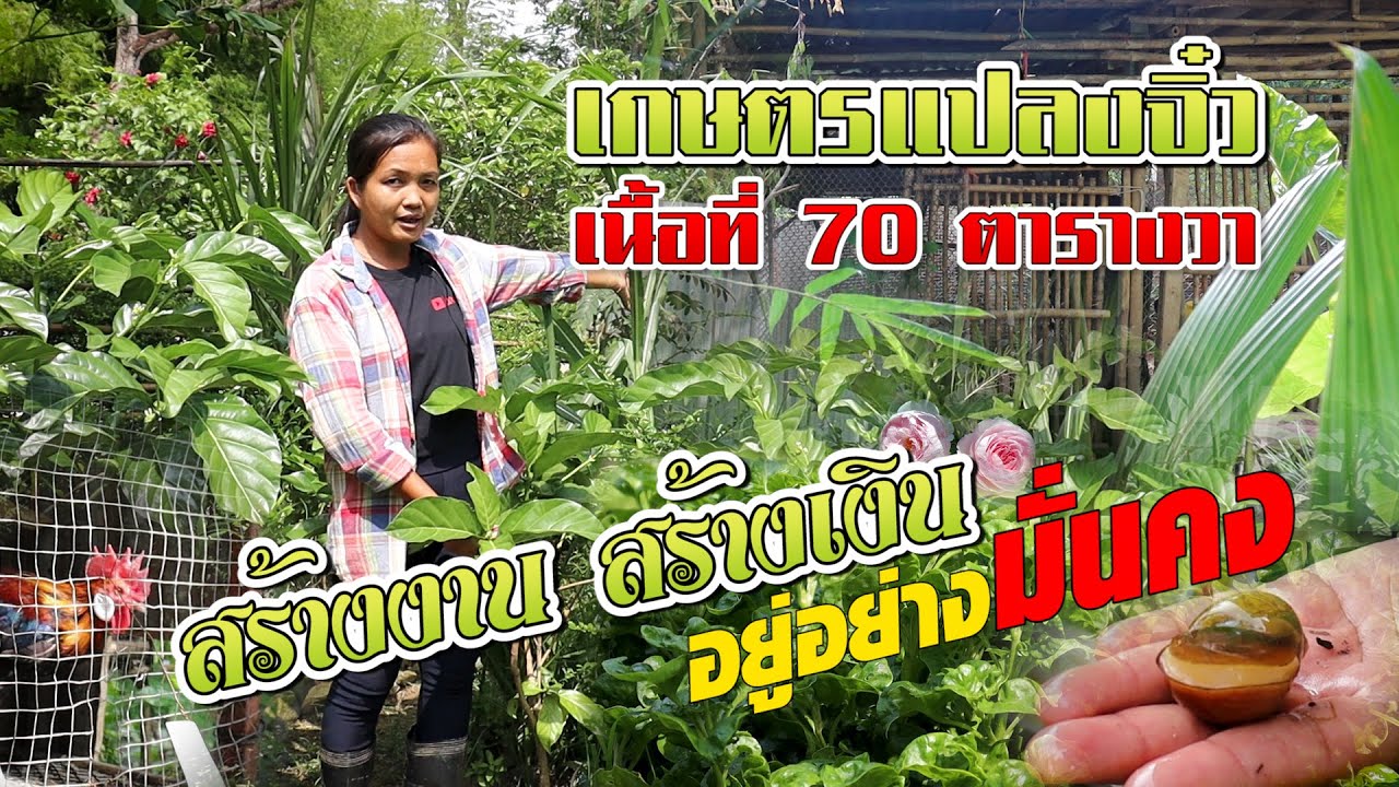ทำเกษตรแปลงจิ๋วบนเนื้อที่ 70 ตารางวา ทำเงินหลักหมื่นต่อเดือน #เกษตรอารมณ์ดี